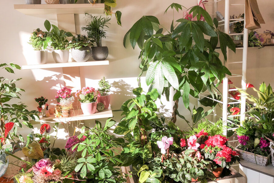 Innenansicht eines Blumenladens mit vielen bunten Blumen, grünen Pflanzen und Regalen mit Dekorationen.